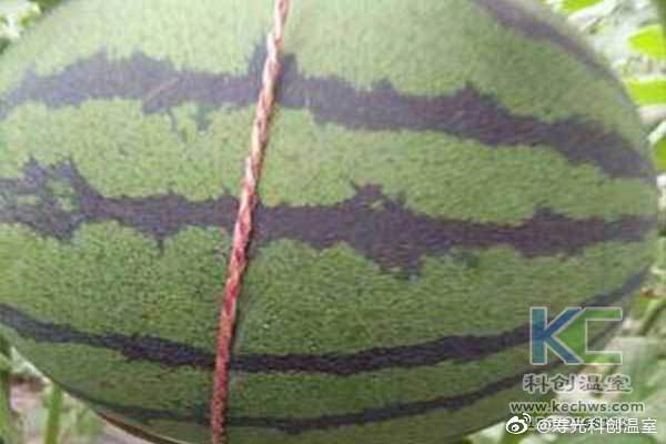 無土栽培，無土栽培技術(shù)，無土栽培設(shè)備
