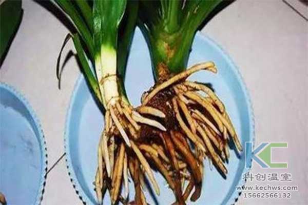 無(wú)土栽培，無(wú)土栽培技術(shù)