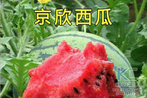 無(wú)土栽培，無(wú)土栽培技術(shù)，無(wú)土栽培設(shè)備