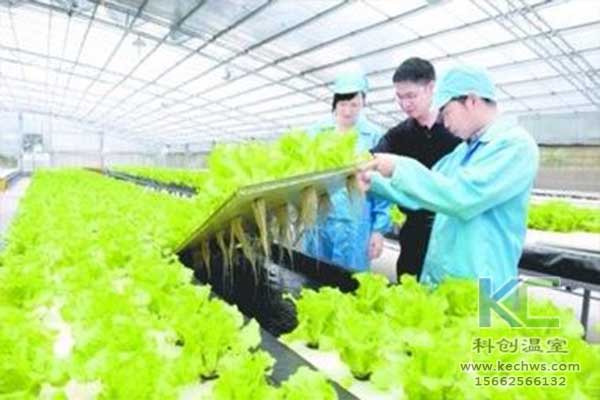 無(wú)土栽培，無(wú)土栽培技術(shù)，無(wú)土栽培設(shè)備